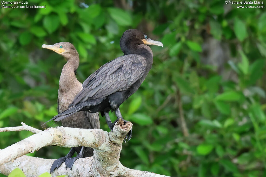 Cormoran viguaadulte, identification, pigmentation