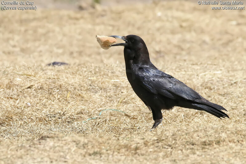 Cape Crowadult, identification, habitat, feeding habits