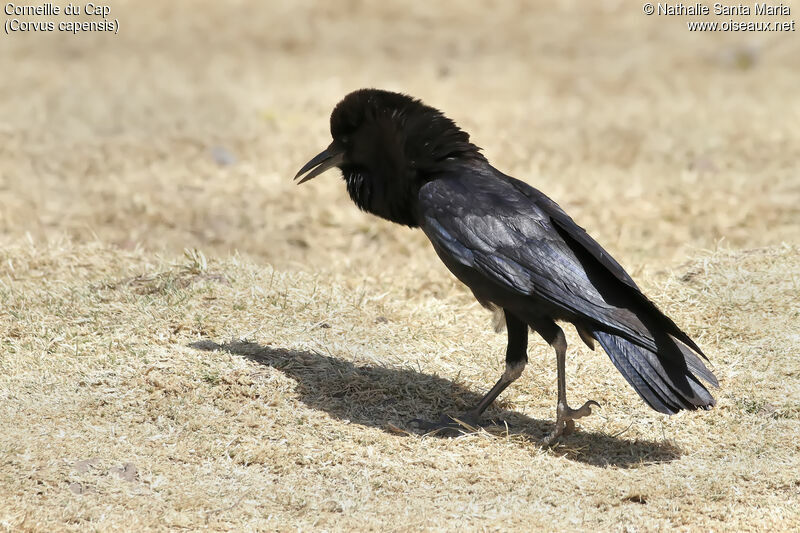 Cape Crowadult, identification, habitat, walking