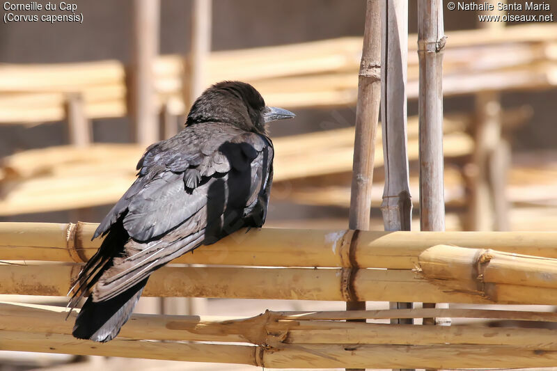 Cape Crowadult, identification, habitat