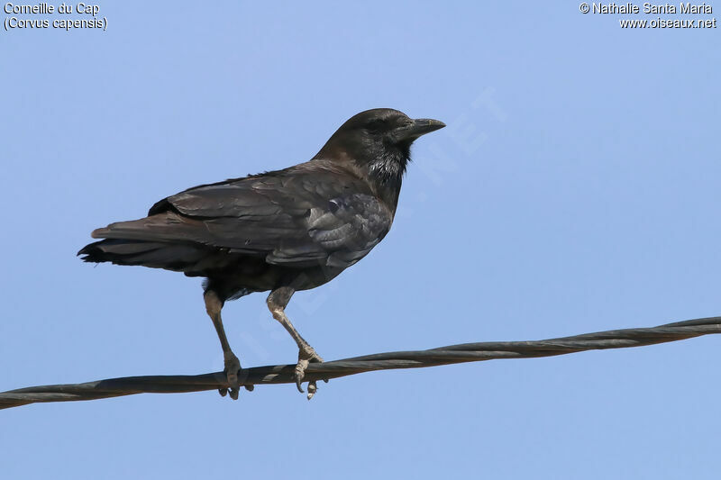 Cape Crowadult, identification