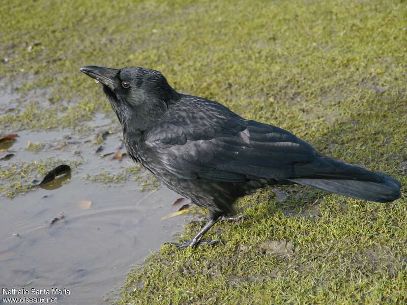 Carrion Crowadult, pigmentation, drinks