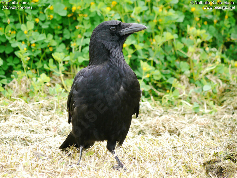 Carrion Crowadult, identification, Behaviour