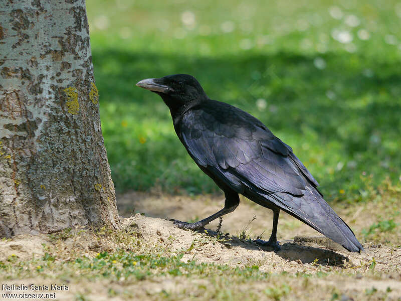 Carrion Crowjuvenile, identification, walking, Behaviour