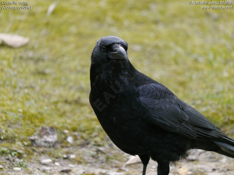 Carrion Crowadult, identification, Behaviour