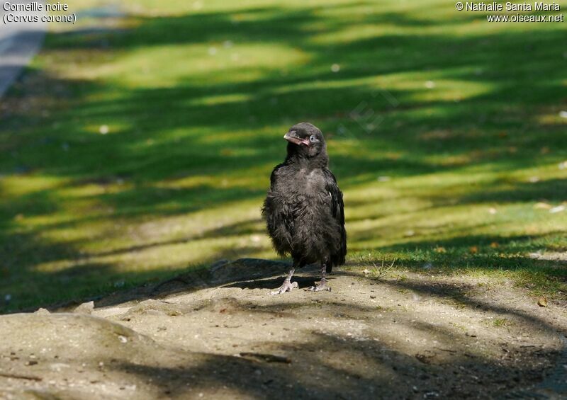 Carrion Crowjuvenile, identification, Behaviour