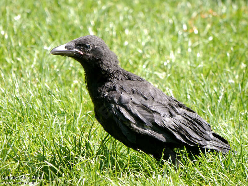 Carrion Crowjuvenile, identification, Behaviour