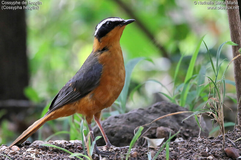 White-browed Robin-Chatadult, identification, habitat