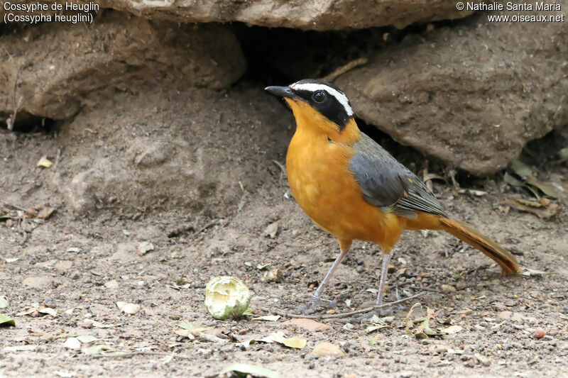 Cossyphe de Heuglinadulte, identification, habitat, régime