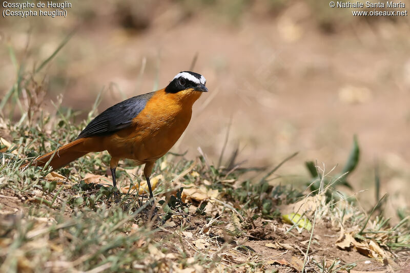 White-browed Robin-Chatadult, identification, habitat, fishing/hunting