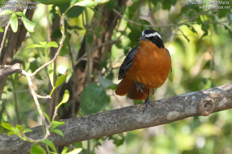 White-browed Robin-Chatadult, identification, habitat, Behaviour