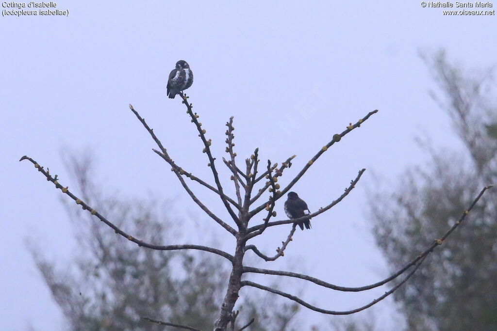 White-browed Purpletuft