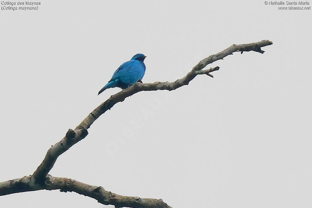 Plum-throated Cotinga male adult, identification
