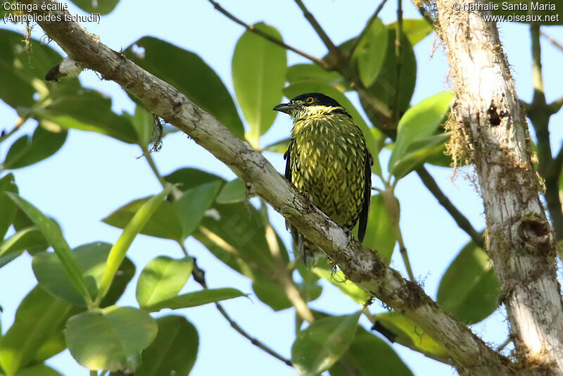 Cotinga écaillé mâle adulte, identification