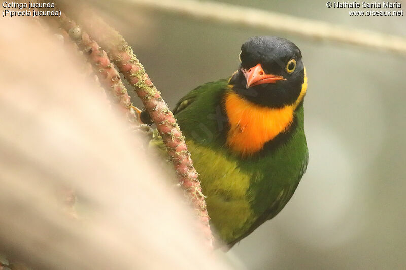 Orange-breasted Fruiteater male adult, close-up portrait