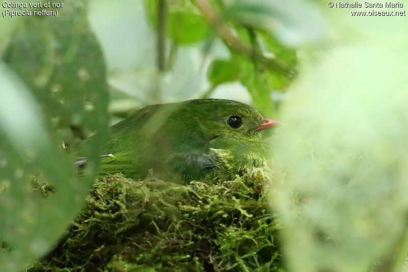 Cotinga vert et noir femelle adulte, identification, Nidification