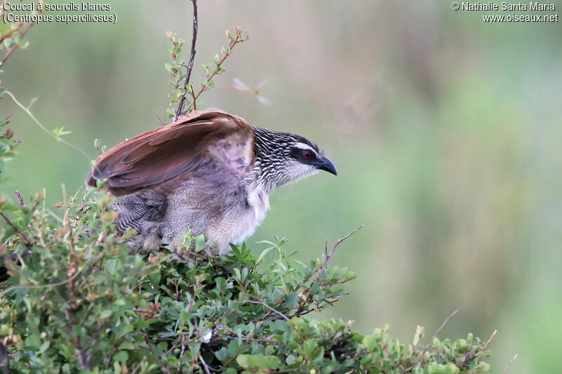 Coucal à sourcils blancsadulte, identification, Comportement