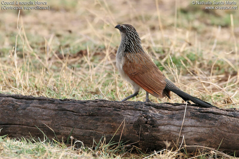 Coucal à sourcils blancsadulte, identification, habitat, marche