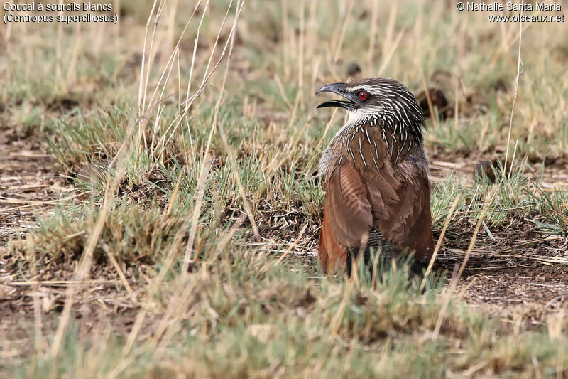 Coucal à sourcils blancsadulte, identification, habitat, Comportement