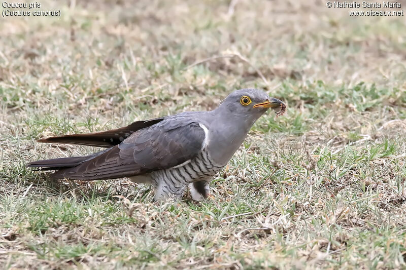 Coucou gris mâle adulte, identification, habitat, mange