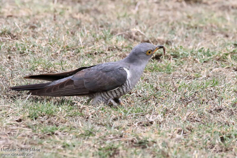 Coucou gris mâle adulte, mange