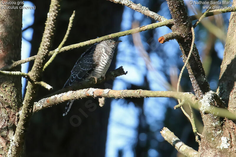 Common Cuckoojuvenile, identification