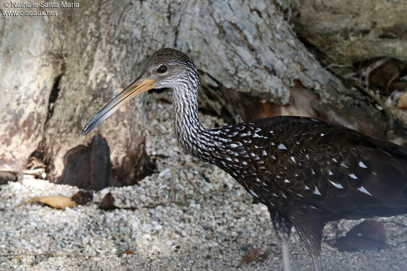 Limpkinadult, close-up portrait