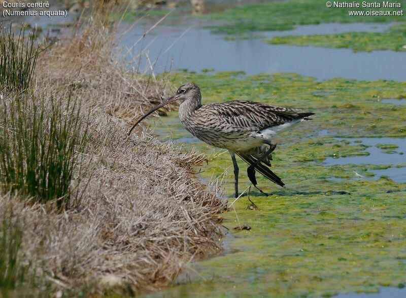 Eurasian Curlewadult, identification, walking, Behaviour