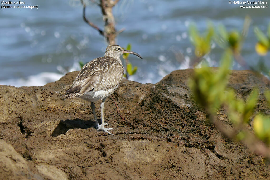 Eurasian Whimbreladult, identification