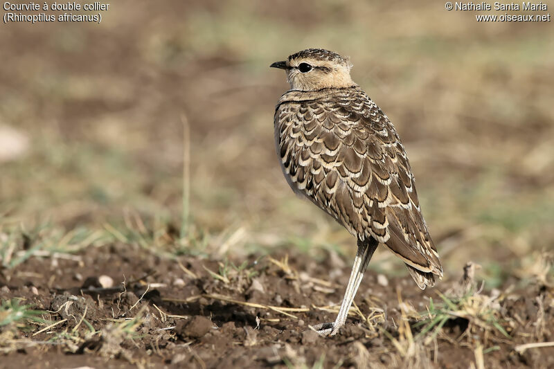 Courvite à double collieradulte, identification, habitat