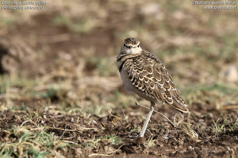 Courvite à double collieradulte, identification, habitat