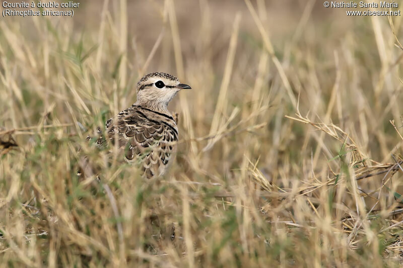 Courvite à double collieradulte, identification, habitat, camouflage