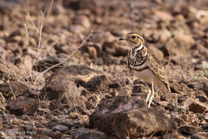 Three-banded Courseradult, identification