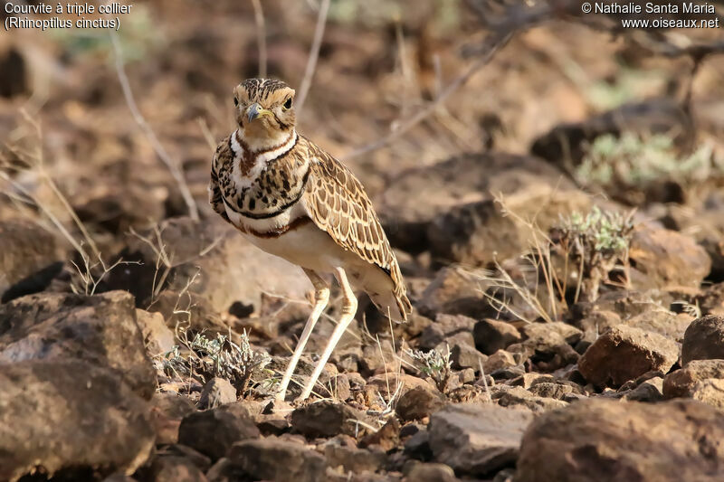 Courvite à triple collieradulte, identification, habitat