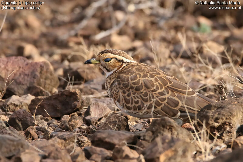 Courvite à triple collieradulte, identification, habitat, camouflage