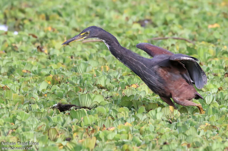 Crabier à ventre rouximmature, pêche/chasse