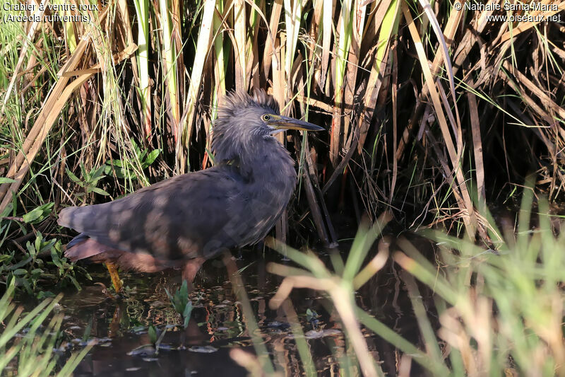 Crabier à ventre rouximmature, identification, habitat, marche