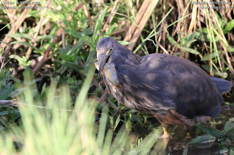 Rufous-bellied Heronimmature, identification, habitat, feeding habits, eats