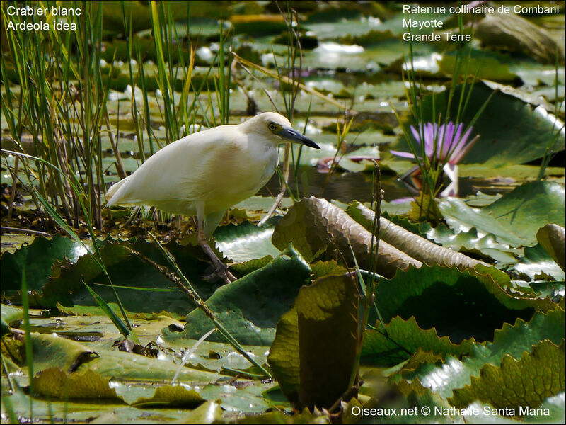 Crabier blancadulte nuptial, identification, habitat, marche