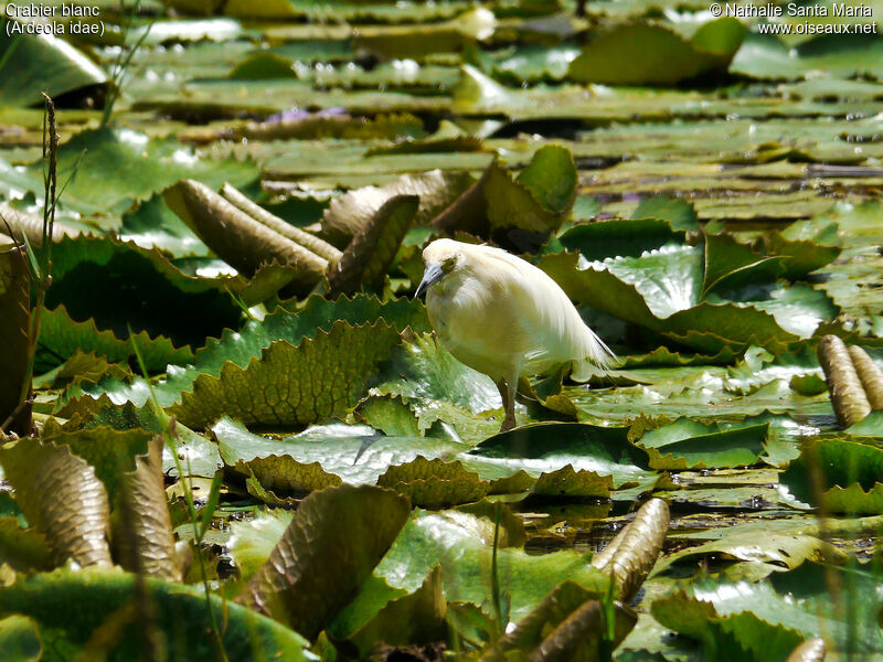 Crabier blancadulte nuptial, habitat, marche