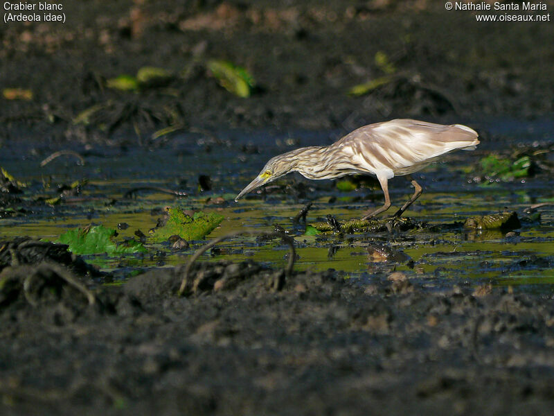 Crabier blancadulte transition, identification, habitat, marche, pêche/chasse