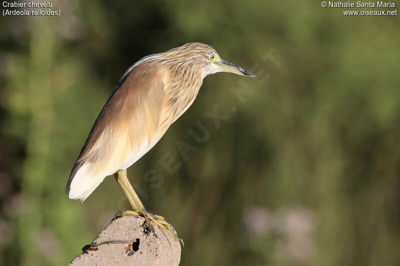 Squacco Heronadult breeding, Behaviour