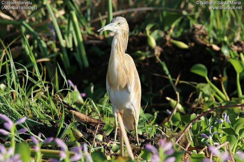 Squacco Heronadult, identification, habitat, Behaviour