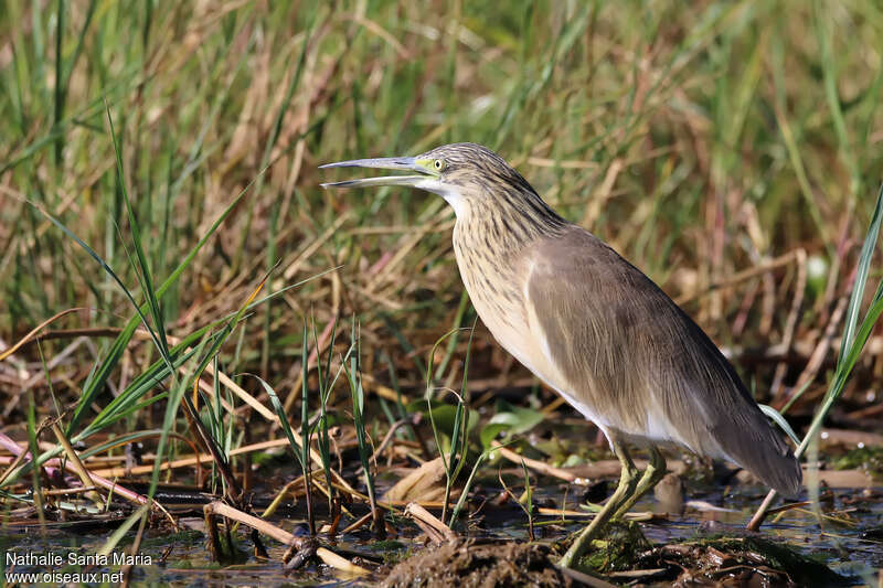 Squacco Heronadult post breeding, identification, walking