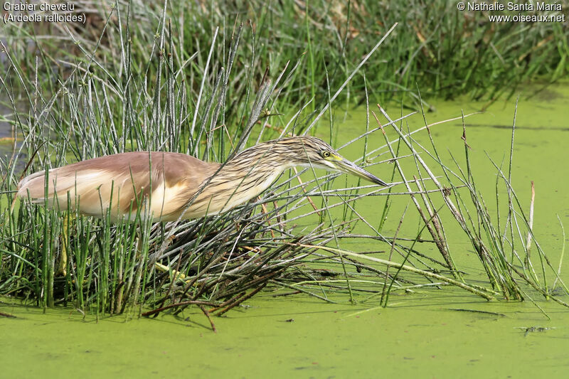 Squacco Heronadult, identification, habitat, fishing/hunting