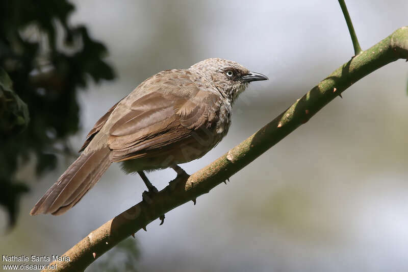 Black-lored Babbleradult, identification