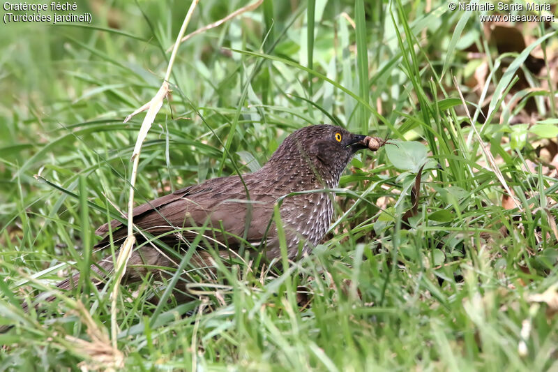 Cratérope fléchéadulte, identification, habitat, régime