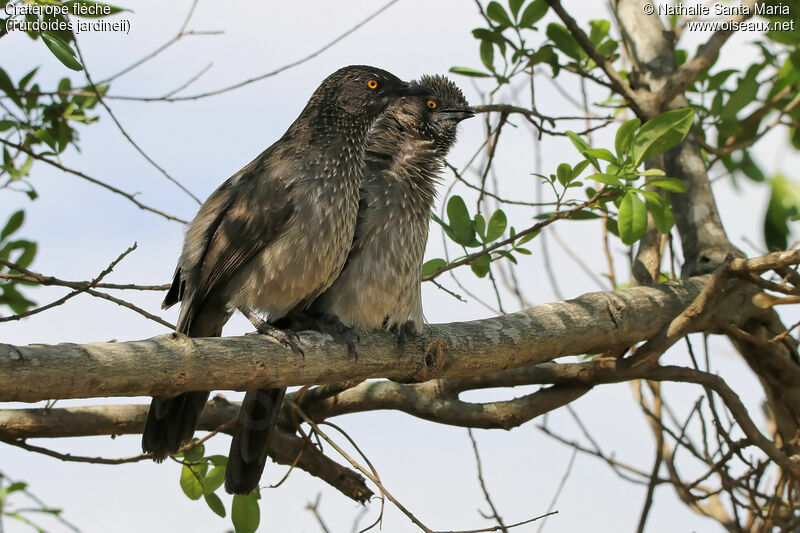 Arrow-marked Babbleradult, identification, Behaviour