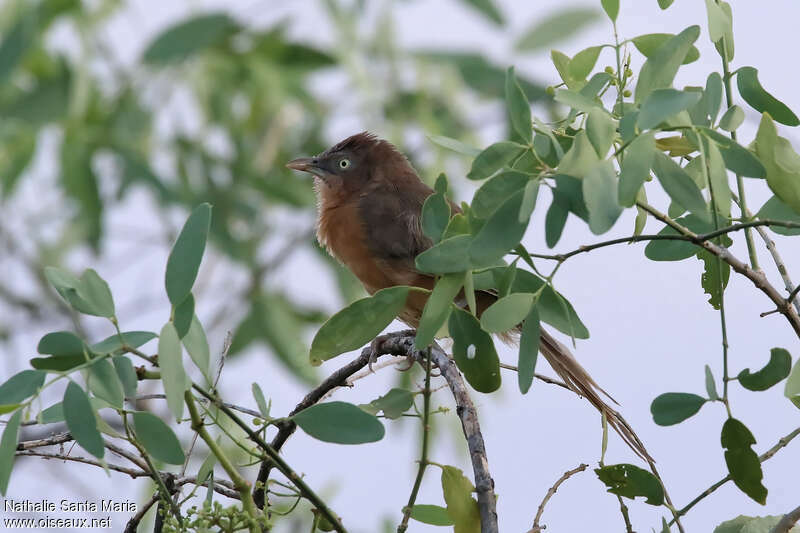 Cratérope rubigineuxadulte, identification