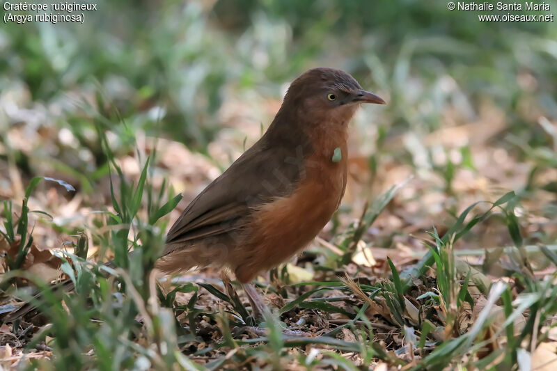 Rufous Chattereradult, identification, habitat